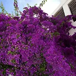 Haspeyma Otel Ξενοδοχείο 2*